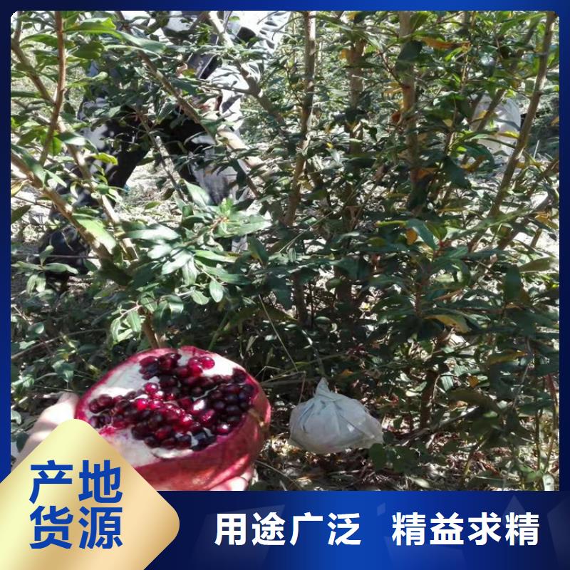 石榴石榴苗卓越品質保障