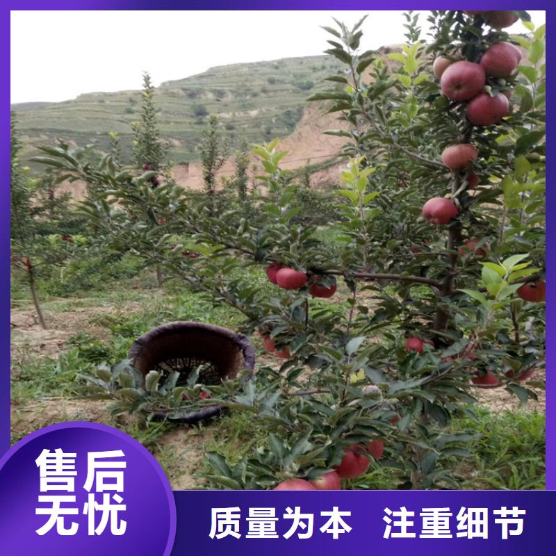 石榴紅石榴苗基地源頭廠家經(jīng)驗(yàn)豐富