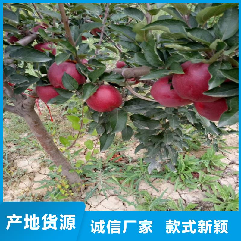 石榴石榴苗卓越品質保障