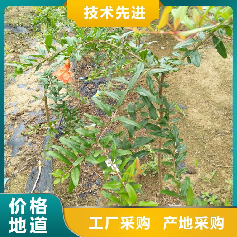 石榴-【桃樹苗】質量不佳盡管來找我