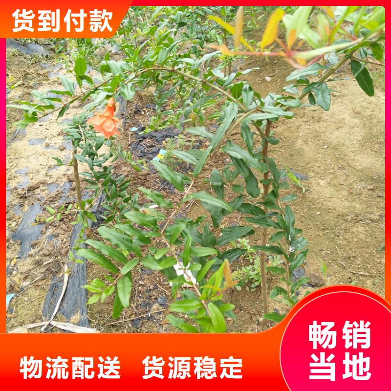 石榴_櫻桃苗廠家直營