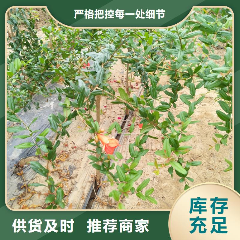 石榴石榴樹嚴(yán)格把控質(zhì)量