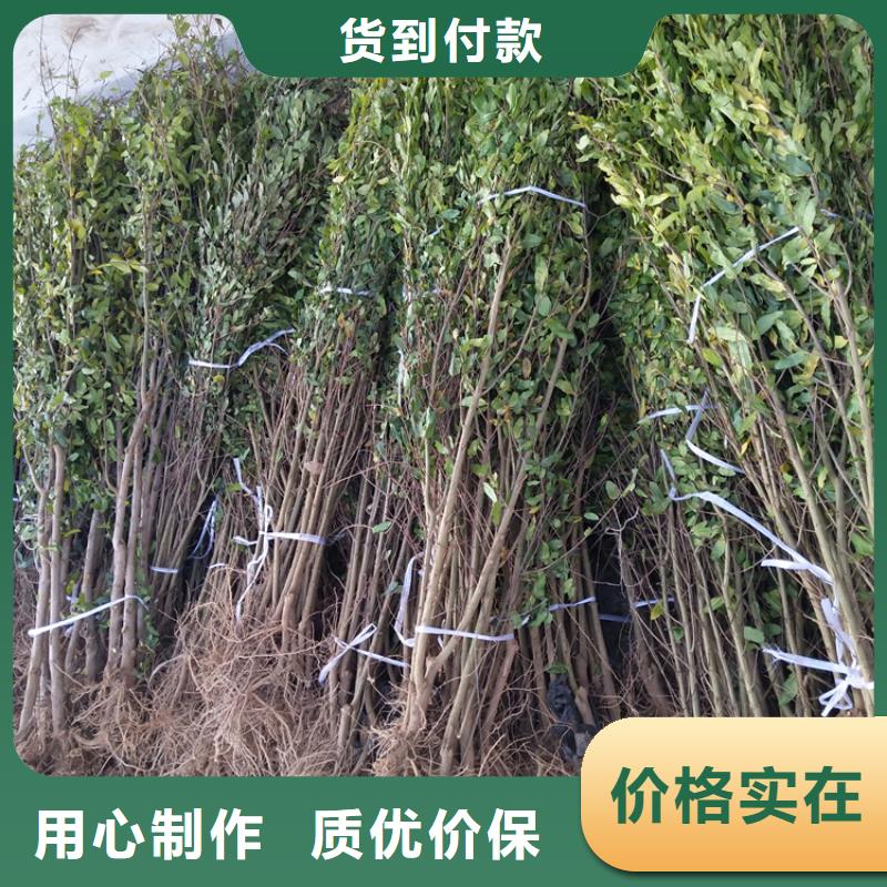 石榴嘎啦蘋果一站式采購商家