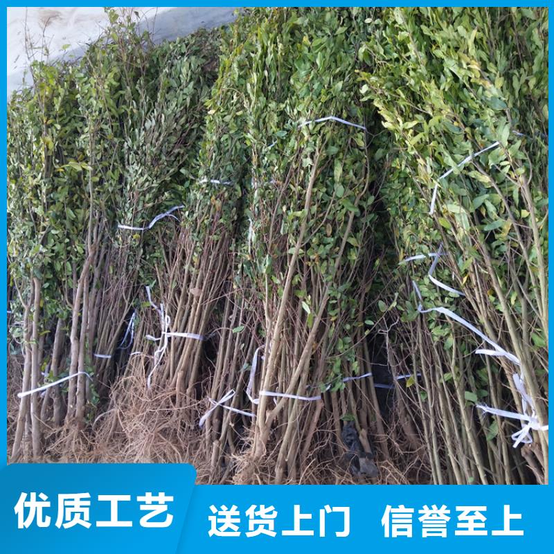 石榴紅石榴苗基地源頭廠家經(jīng)驗(yàn)豐富