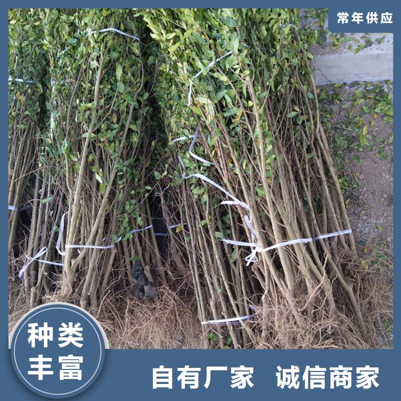 石榴嘎啦蘋果一站式采購商家