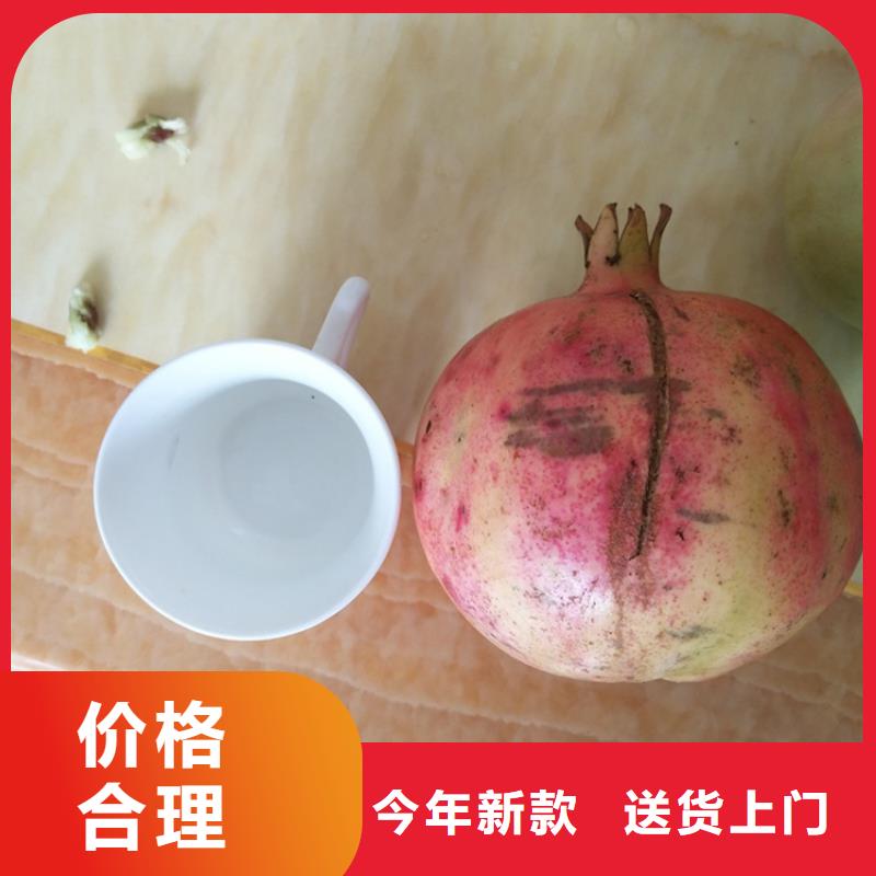 石榴-【桃樹苗】質量不佳盡管來找我
