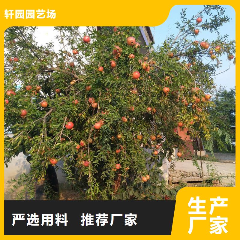 石榴嘎啦蘋果一站式采購(gòu)商家