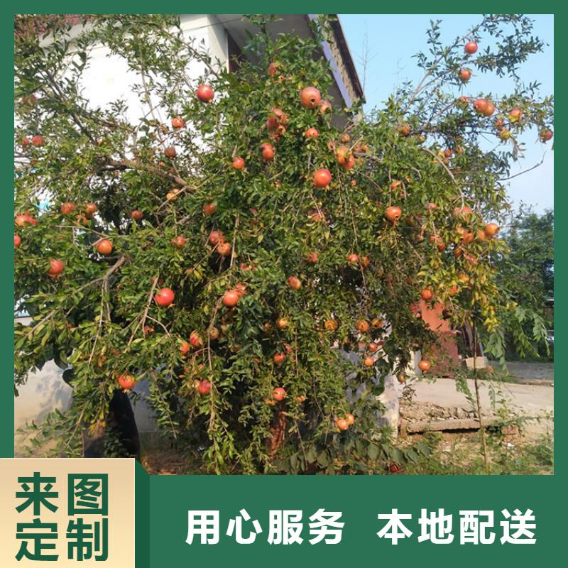 石榴-【桃樹苗】質量不佳盡管來找我