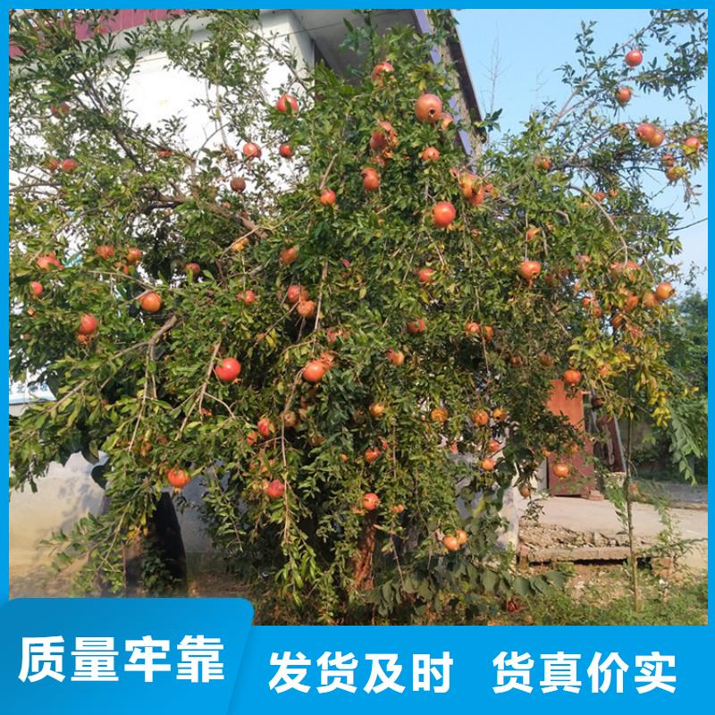 石榴紅石榴苗基地源頭廠家經(jīng)驗(yàn)豐富