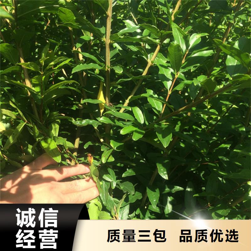 【石榴】櫻桃苗可零售可批發