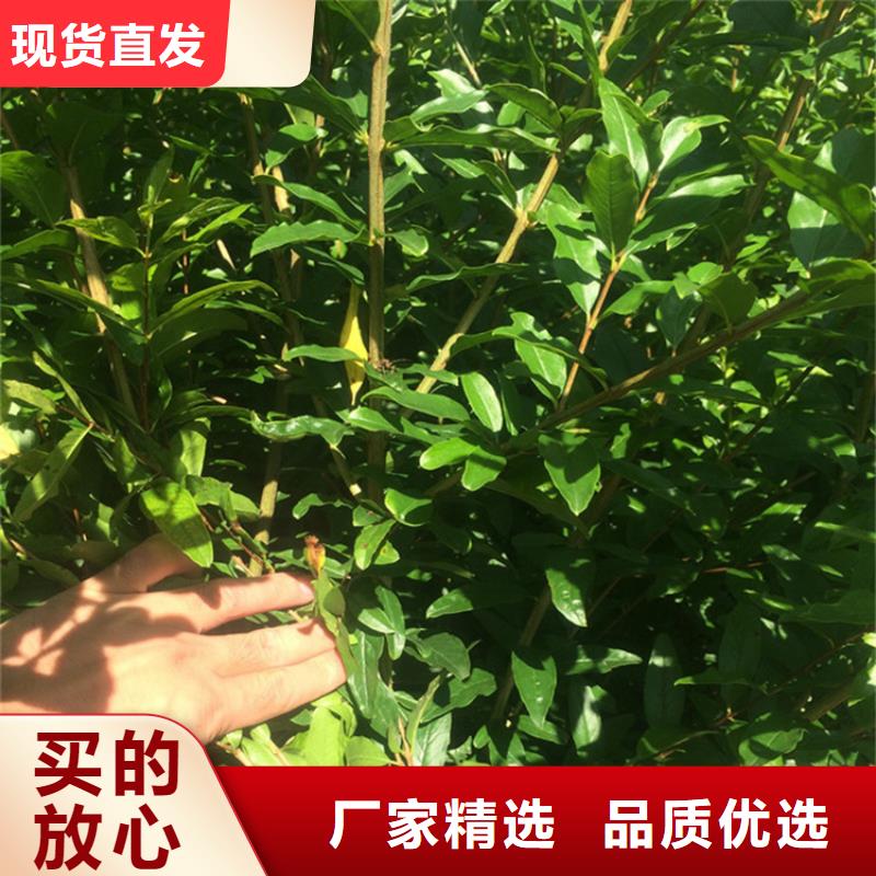 石榴藍莓苗多年行業(yè)積累