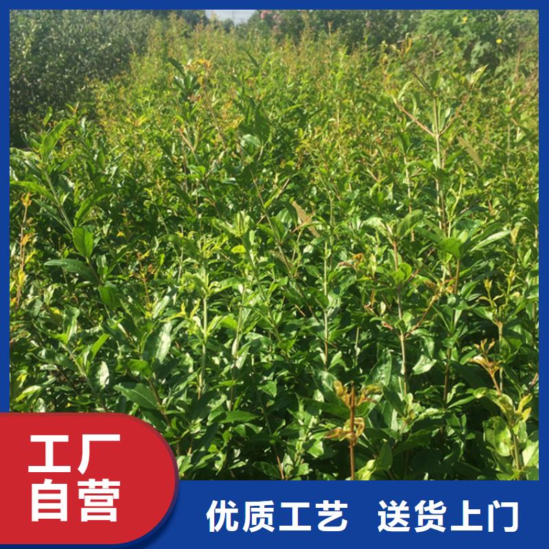 石榴_蘋果苗量大從優