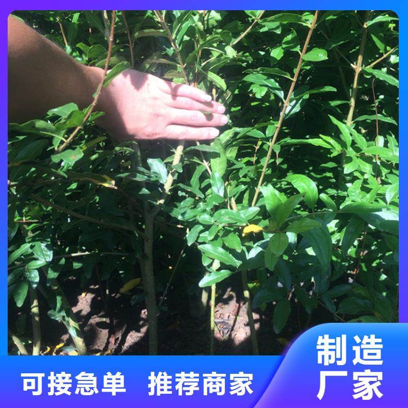 石榴樱桃苗欢迎来电咨询