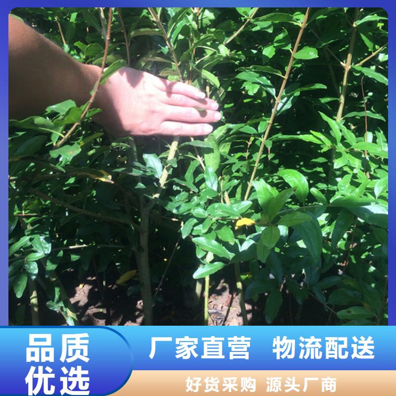 石榴紅顏草莓卓越品質(zhì)保障