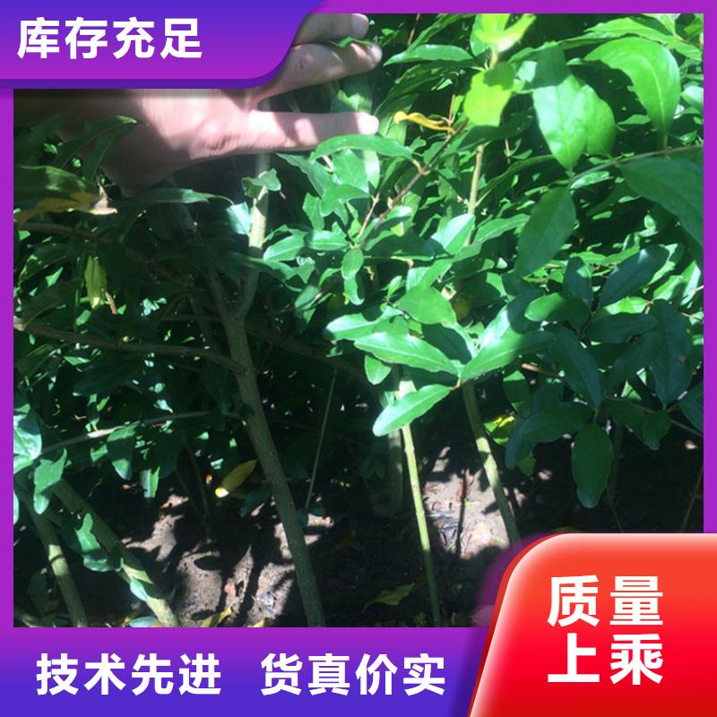 【石榴】櫻桃苗工廠直營