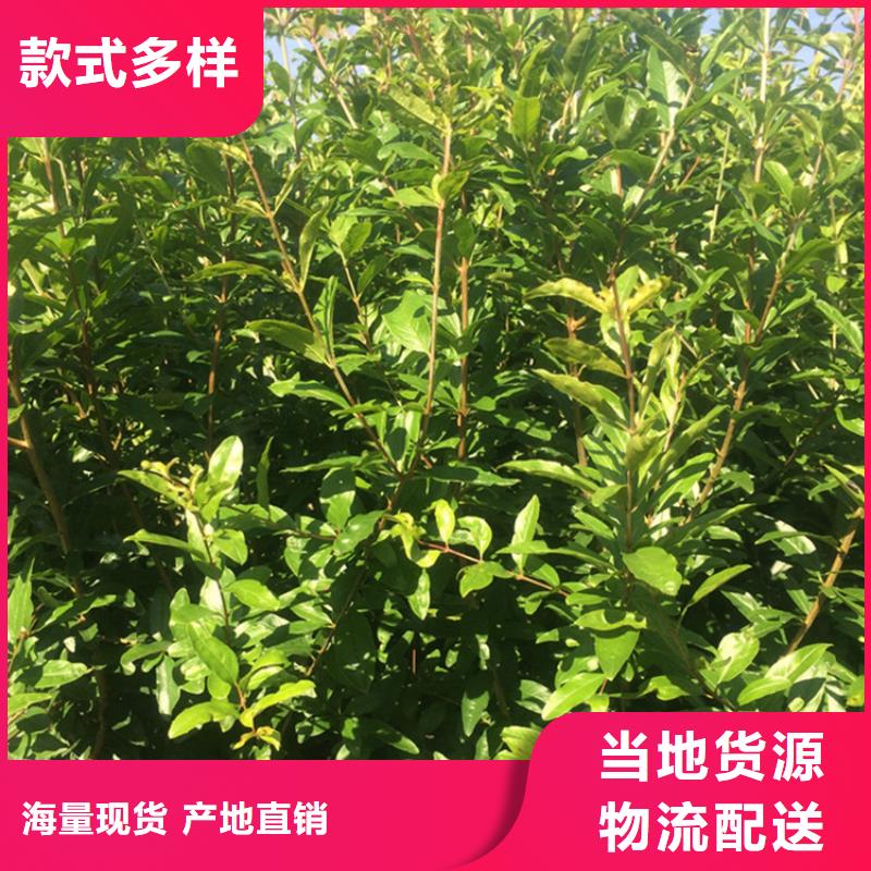 【石榴梨樹苗精益求精】