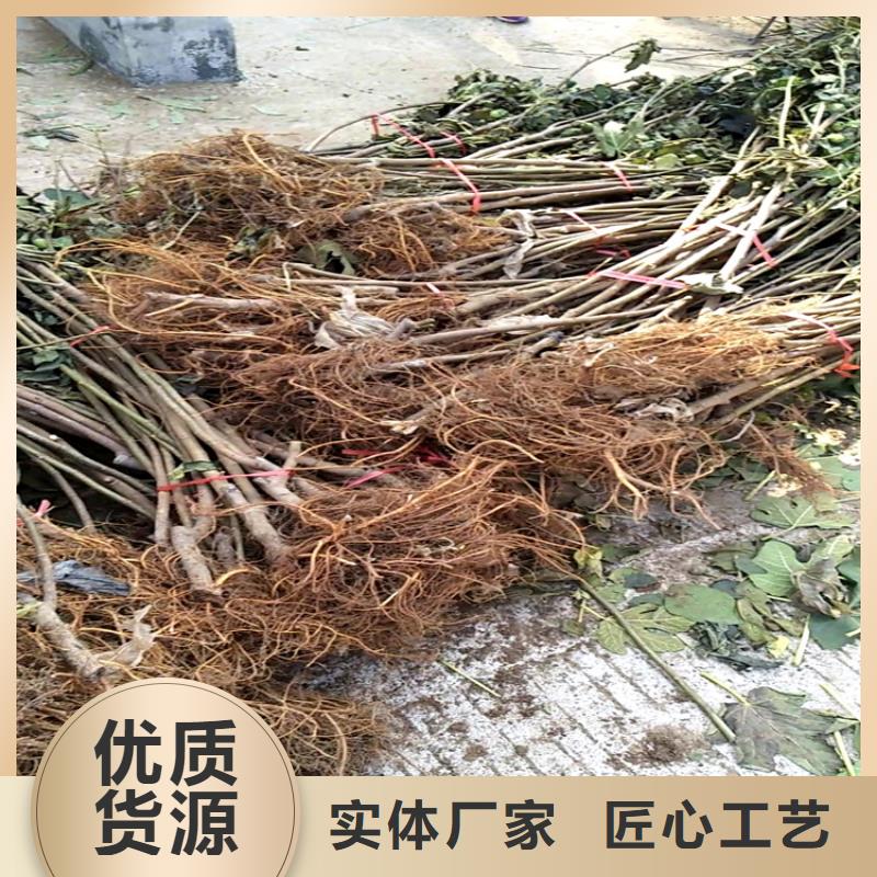 無花果櫻桃苗層層質檢