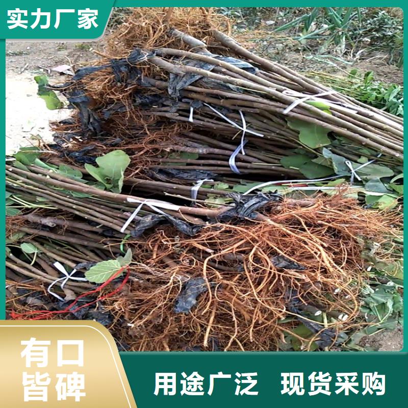 無花果桃樹苗庫存量大