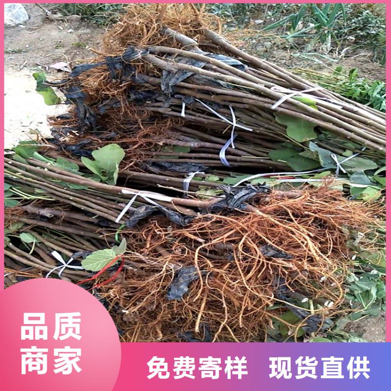 無花果梨樹苗質量為本