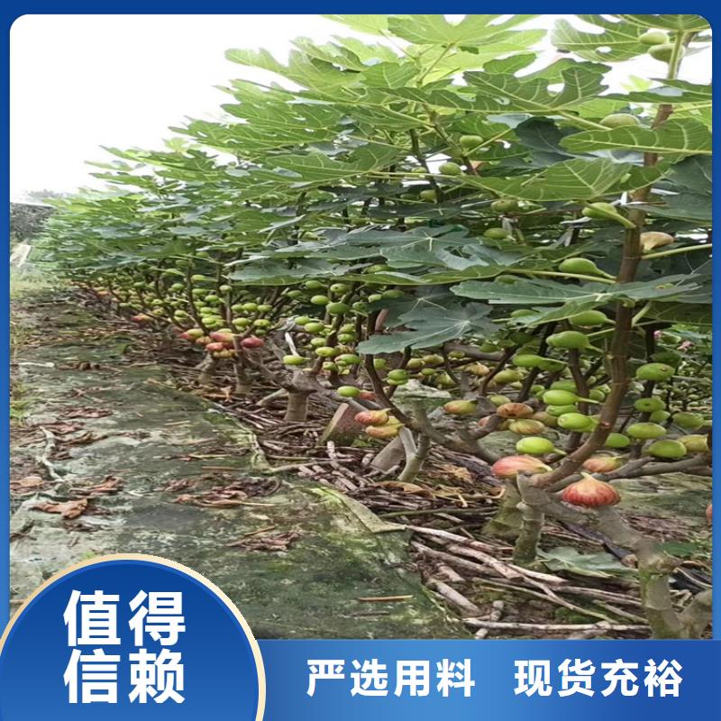 無花果桃樹苗庫存量大