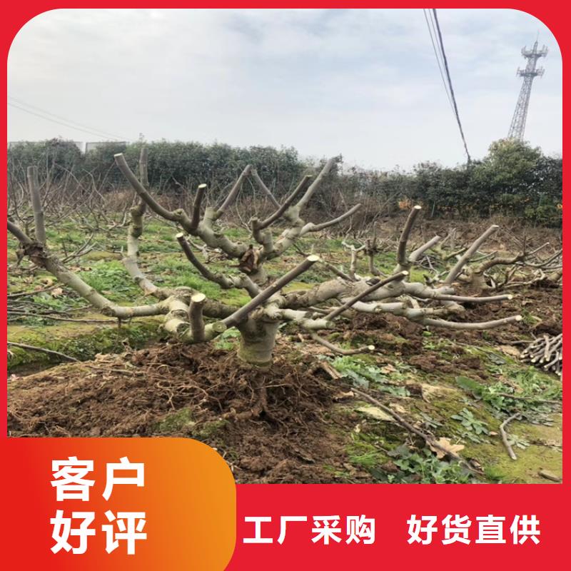 无花果苹果苗品质优选