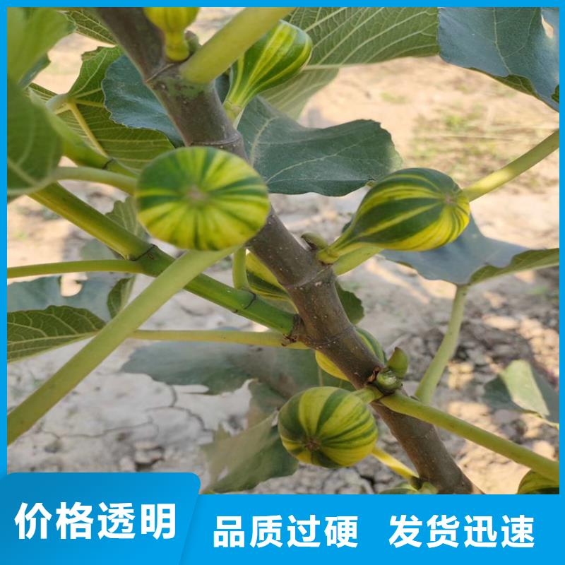 無花果桃樹苗庫存量大