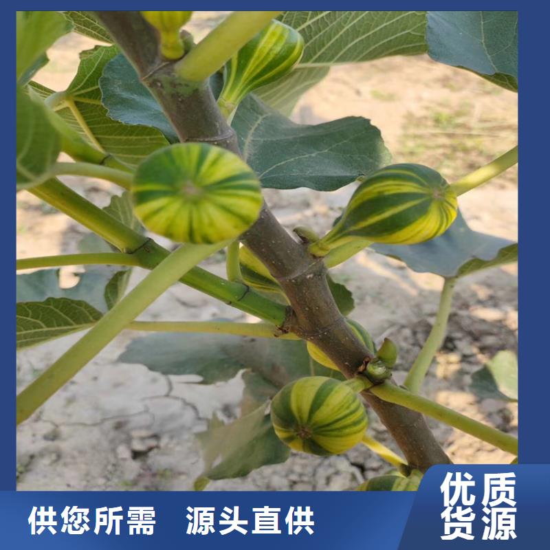 無花果梨樹苗質量為本