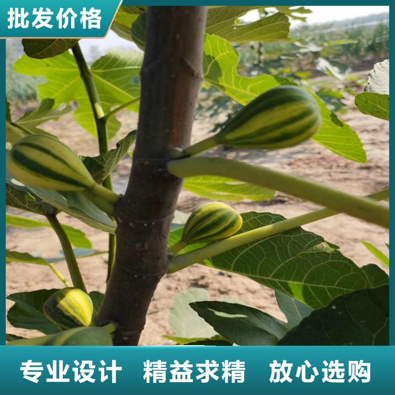 【无花果苹果苗推荐厂家】