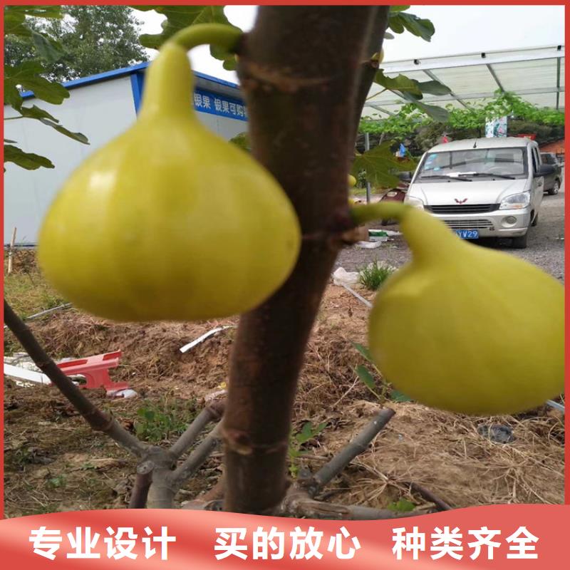 無花果櫻桃苗層層質檢