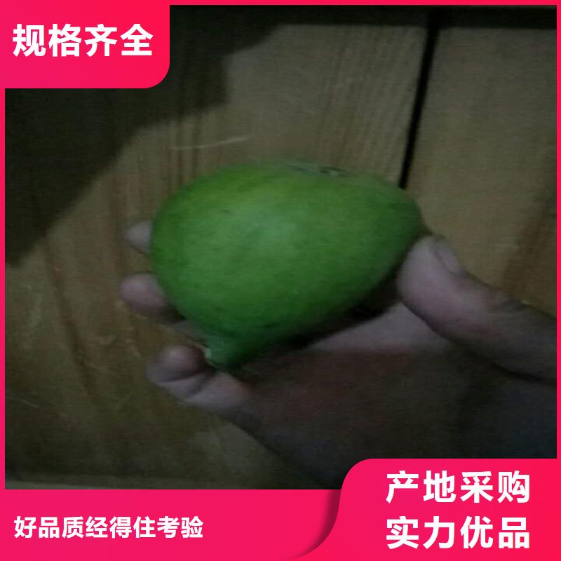 無花果櫻桃苗層層質(zhì)檢