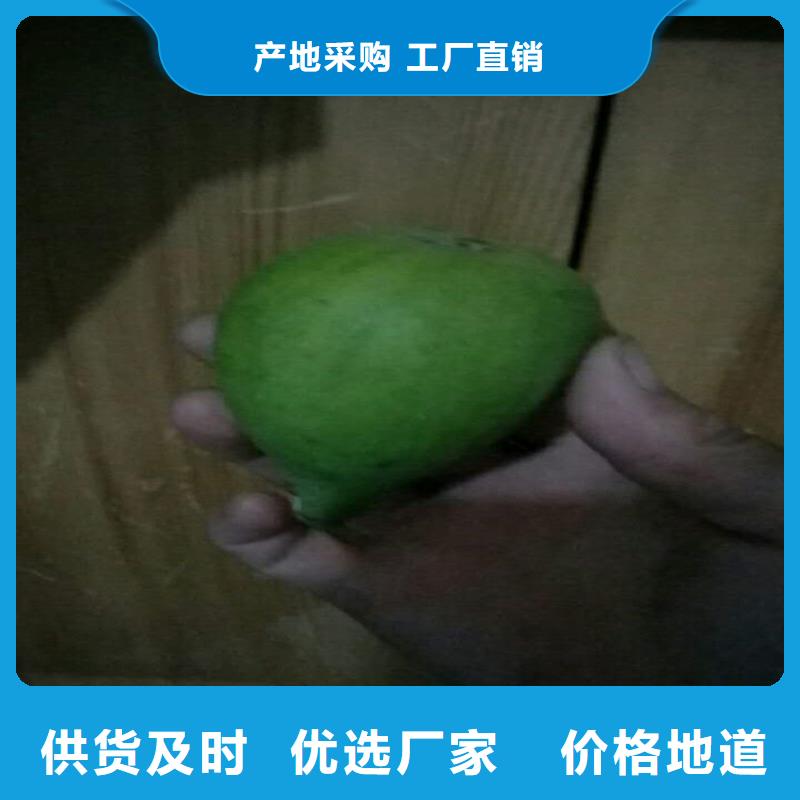 無(wú)花果獼猴桃苗生產(chǎn)型