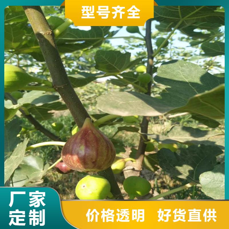 無花果李子苗廠家質量過硬