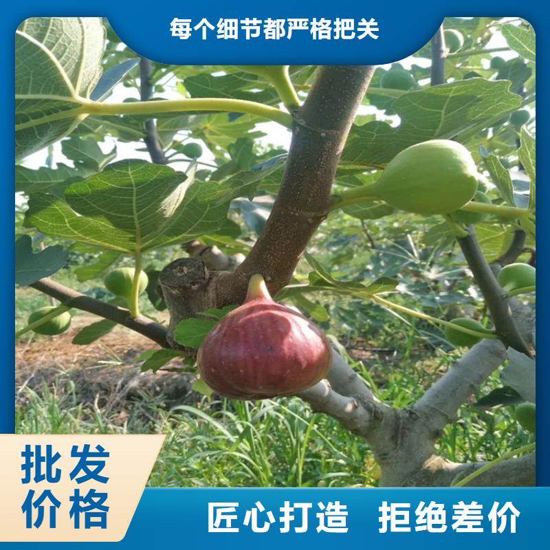 無花果葡萄苗品質值得信賴