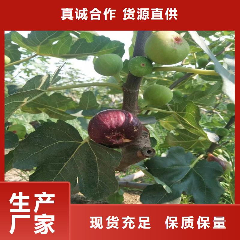 無花果櫻桃苗層層質檢