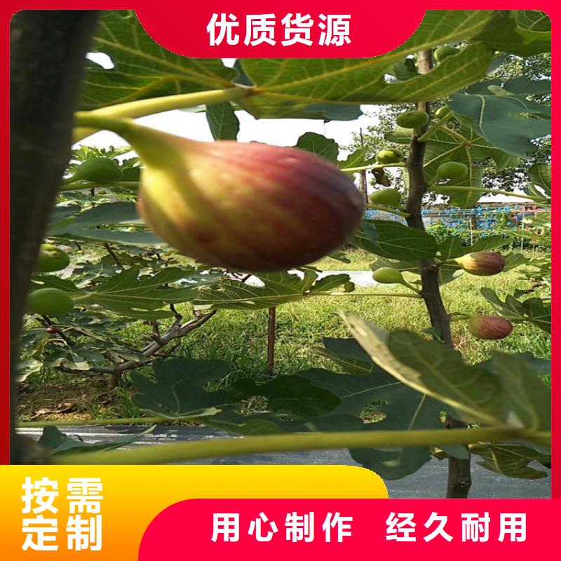 无花果3公分软籽石榴苗应用领域