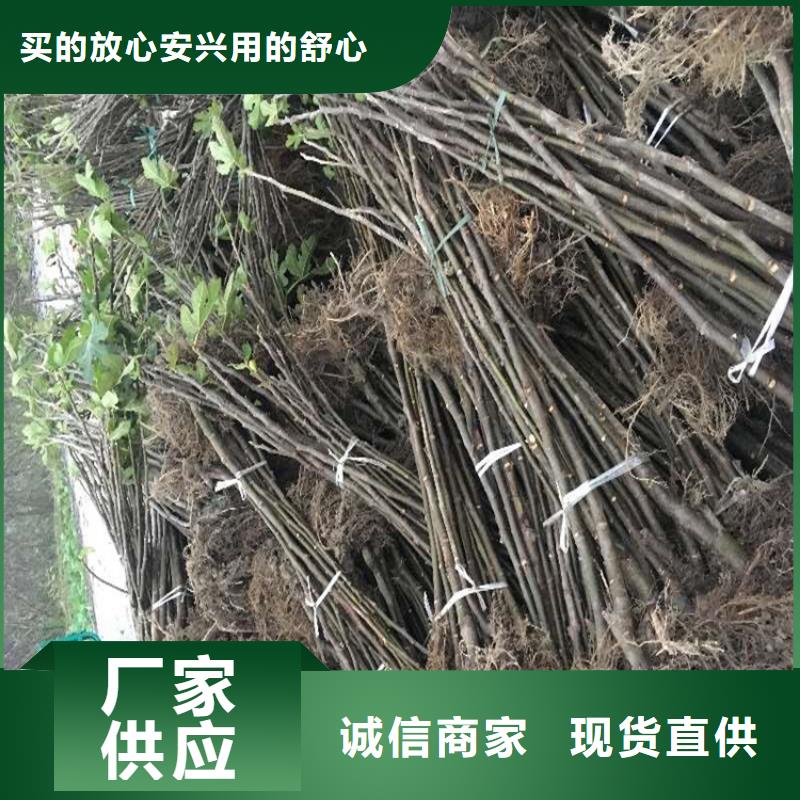 轩园板栗苗【 无花果_桃树苗畅销当地】14682.com