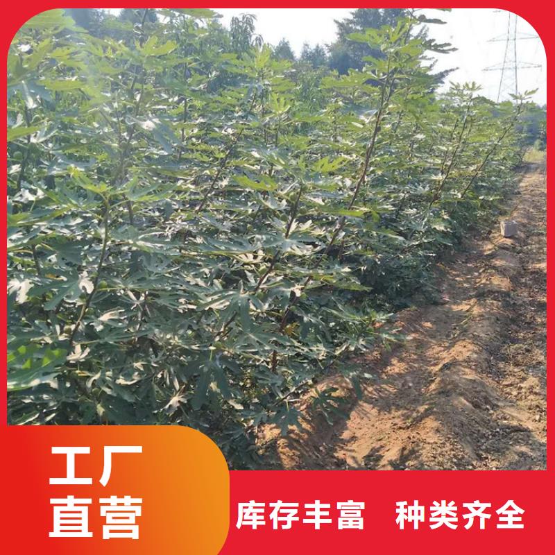 无花果_苹果苗产品细节参数