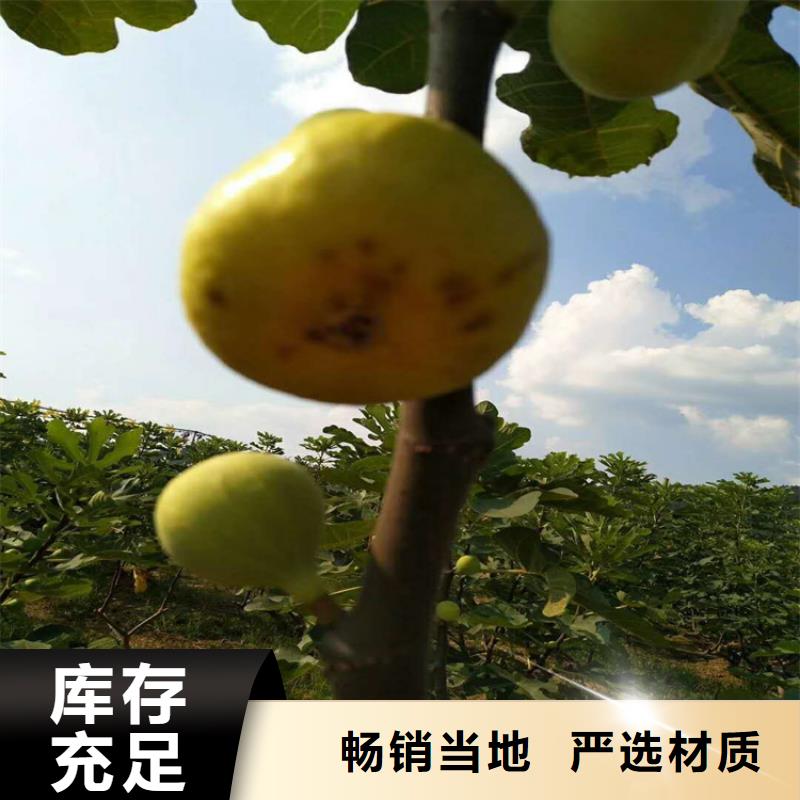 無花果藍(lán)莓苗廠家直銷售后完善