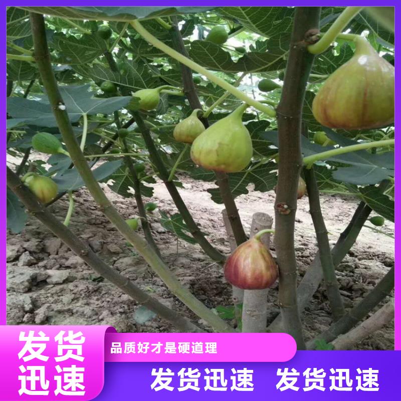 無(wú)花果獼猴桃苗生產(chǎn)型