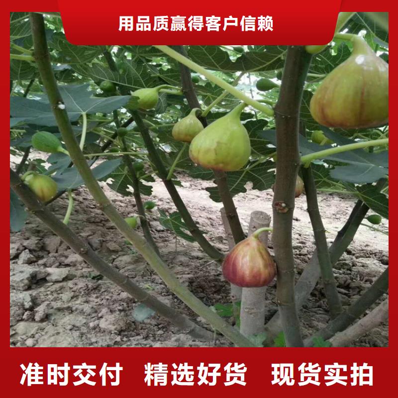 轩园板栗苗【 无花果_桃树苗畅销当地】14682.com
