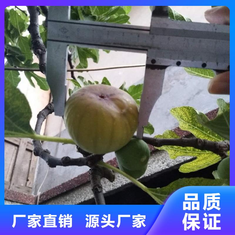 無(wú)花果獼猴桃苗生產(chǎn)型