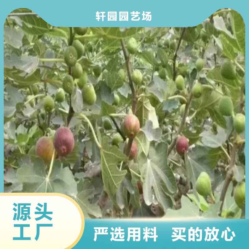 無花果杏樹苗好產品好服務