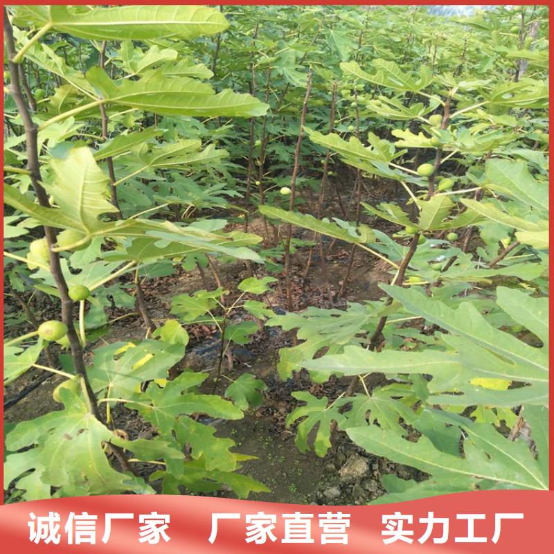 無花果杏樹苗好產品好服務