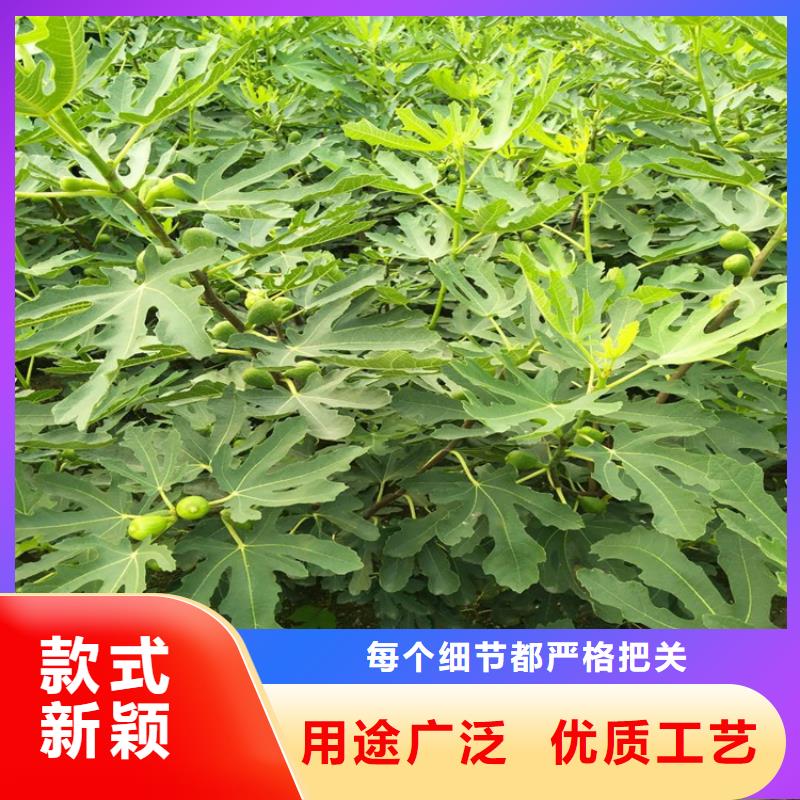 无花果_苹果苗产品细节参数