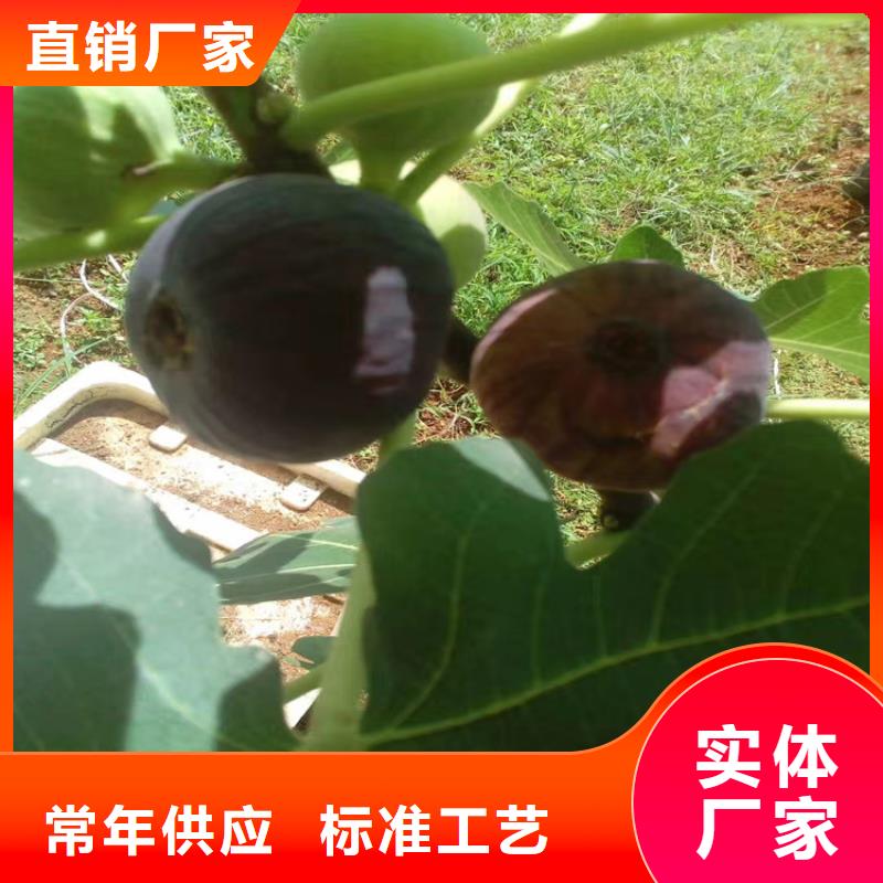 无花果苹果苗经销商