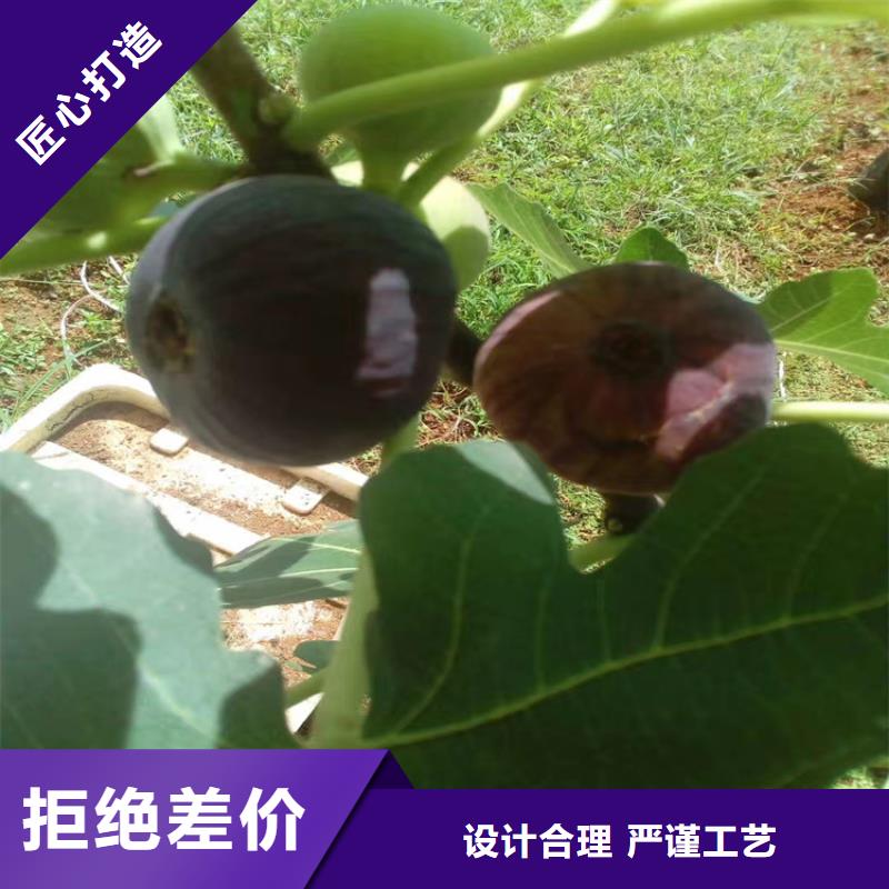 無花果桃樹苗庫存量大
