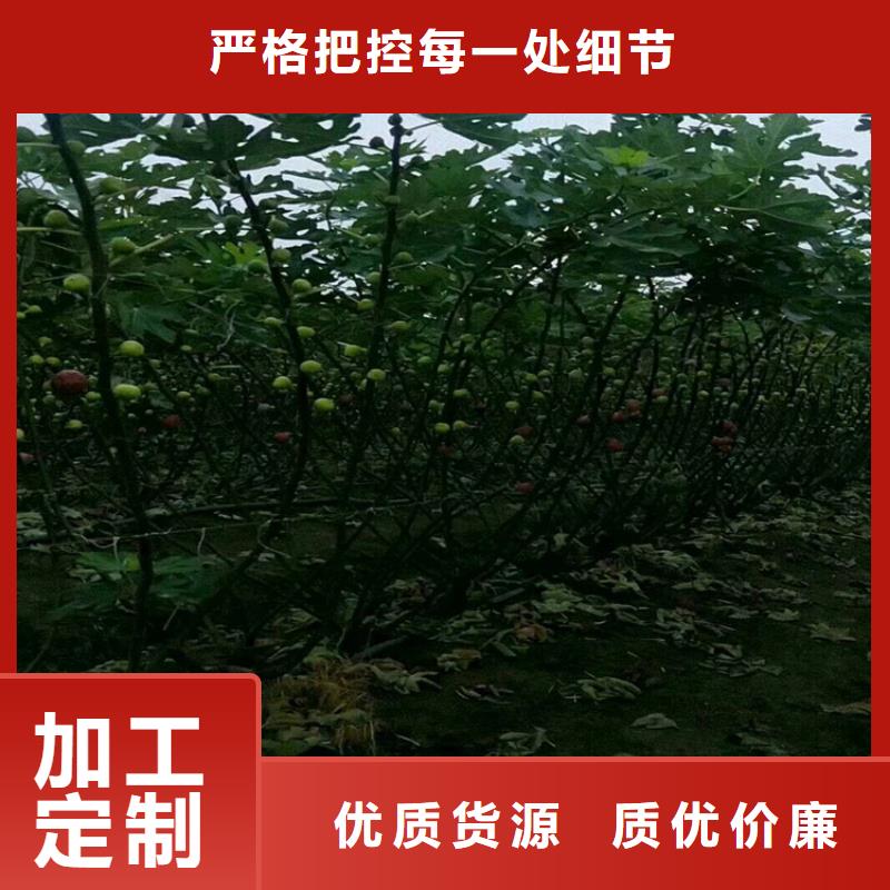 無花果桃樹苗庫存量大