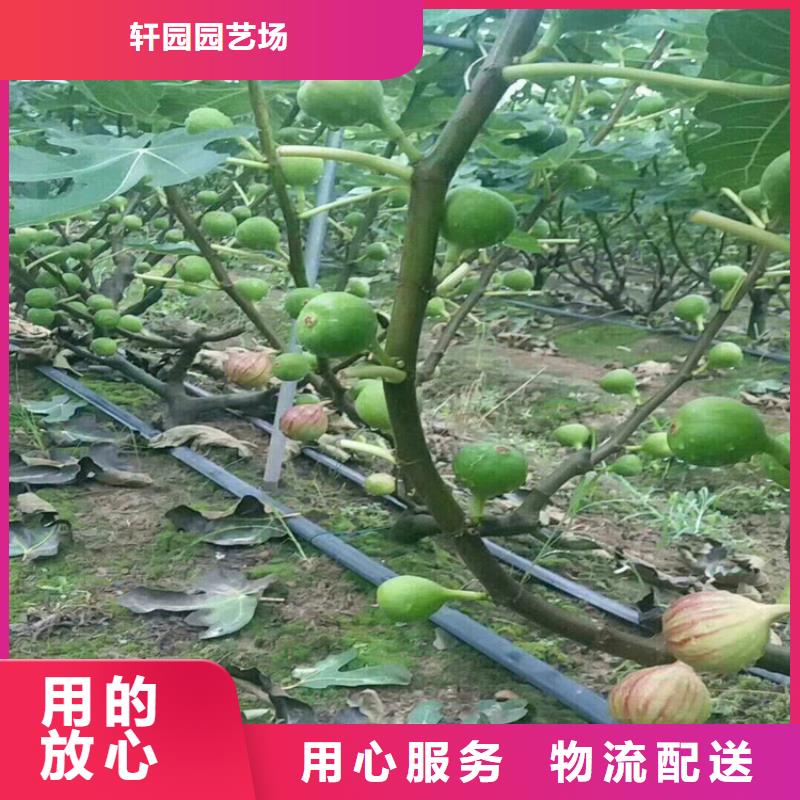 无花果_苹果苗产品细节参数