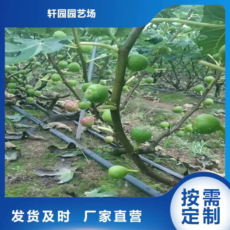 无花果蓝莓苗支持大批量采购