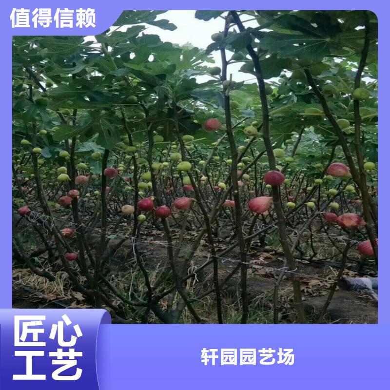 無花果櫻桃苗層層質檢